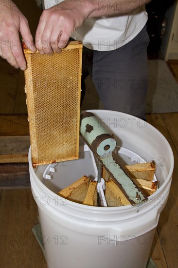 The honeycomb frames are placed in a centrifugal drum and then spun at high speed to separate the honey from the combs