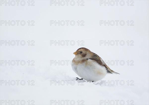 Snow bunting