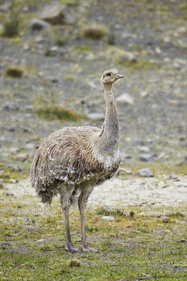 Lesser darwin's rhea