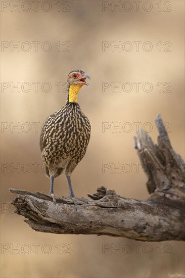 Yellow-necked Spurfowl