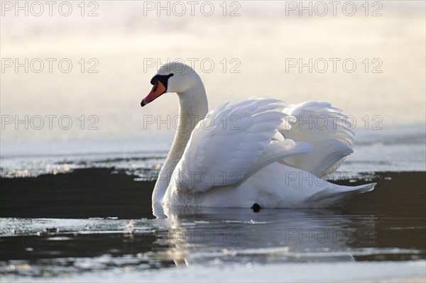 Mute swan