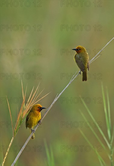 Spectacled weaver