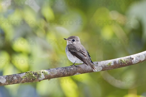 Brown Flycatcher