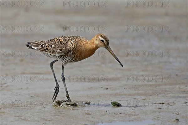 Bar-tailed Godwit