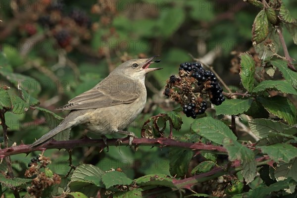 Barred warbler