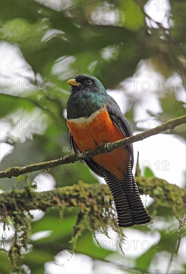 Orange-bellied Trogon