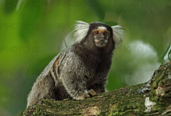 Common Marmoset