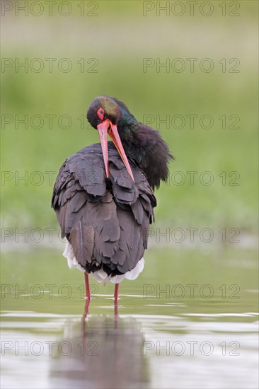 Black Stork