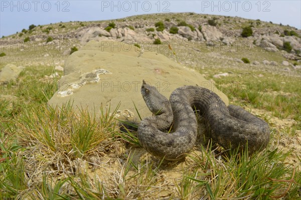 European Horned Viper