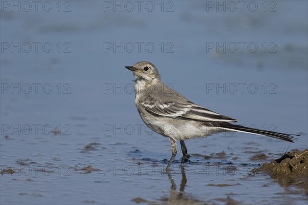 Pied Wagtail