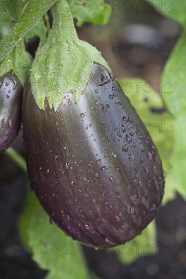 Aubergine fruit with purple marbled colouration