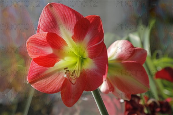 Amaryllis