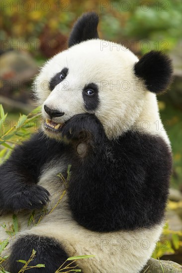 Giant Panda