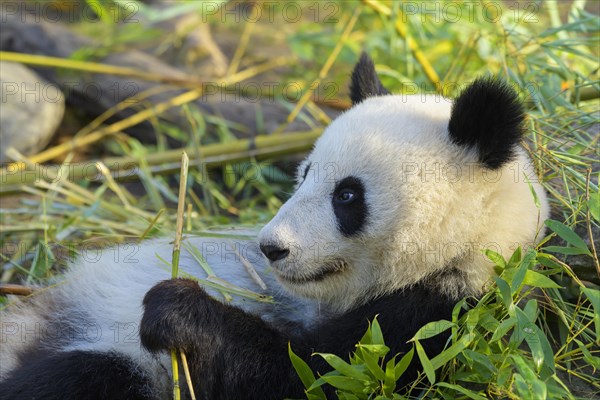 Giant Panda