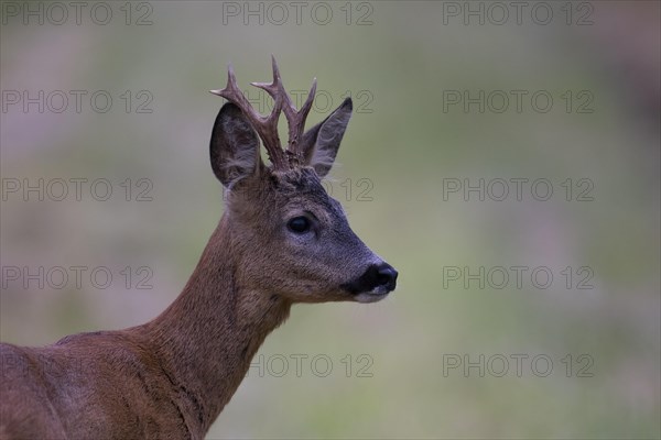 European roe deer