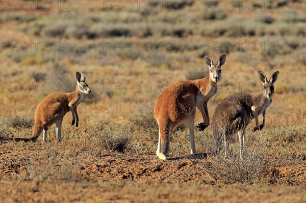 Red kangaroo