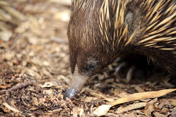 Echidna