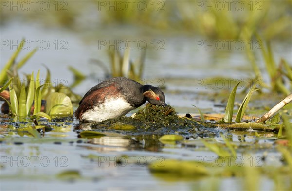 Black-necked Grebe