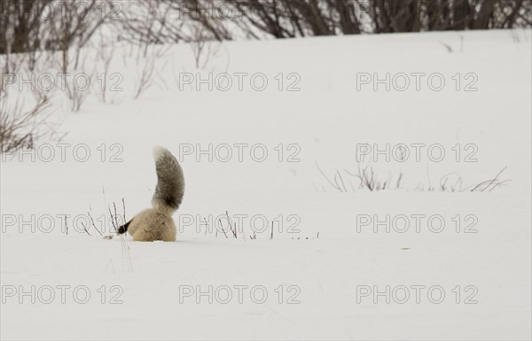 American Red Fox