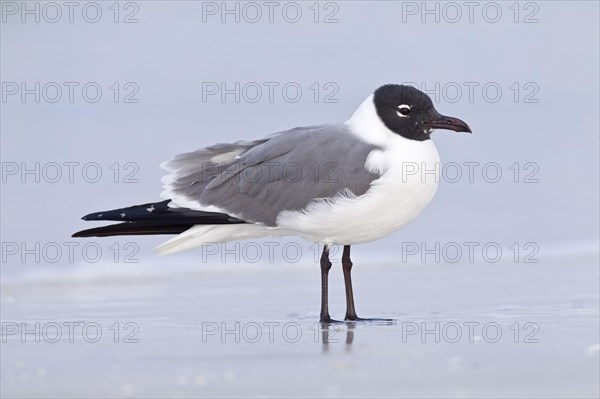 Laughing Gull