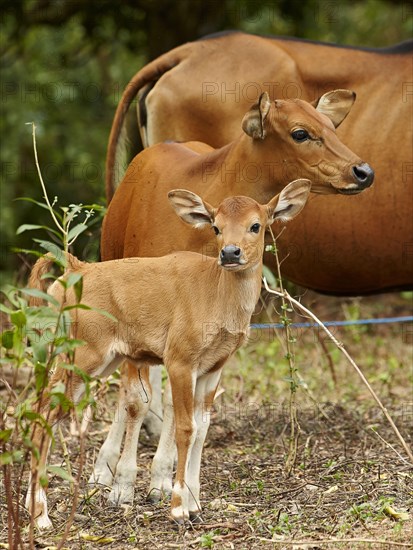 Bali cattle