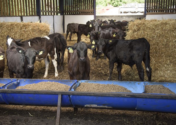 Aberdeen cattle