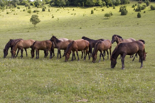 Hungarian Hutsul horses