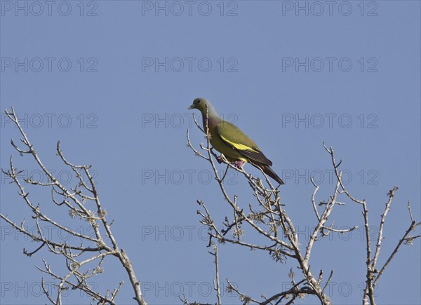 Orange-breasted Green Pigeon