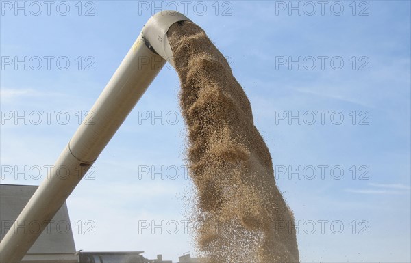Wheat