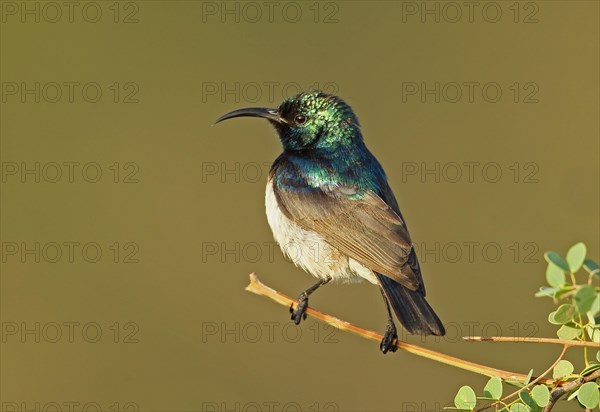 White-bellied Sunbird