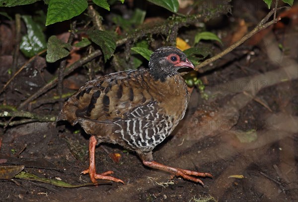 Red-billed Partridge