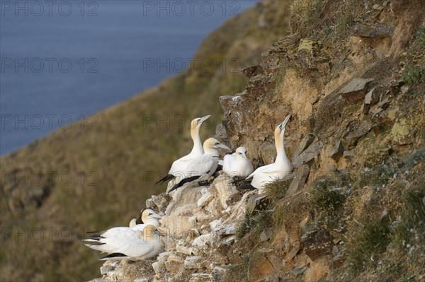 Northern Gannet