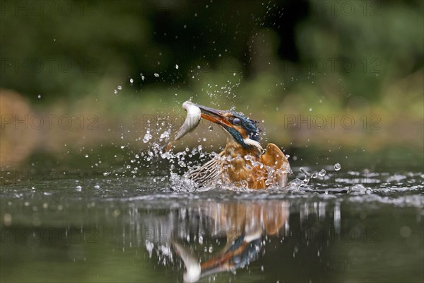 Common Kingfisher