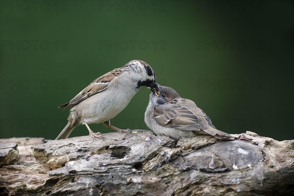 Eurasian Tree Sparrow