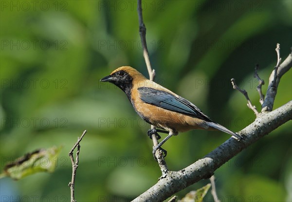 Burnt-out buffalo tanager