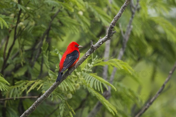 Scarlet tanager