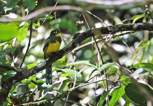 Sumatran Trogon