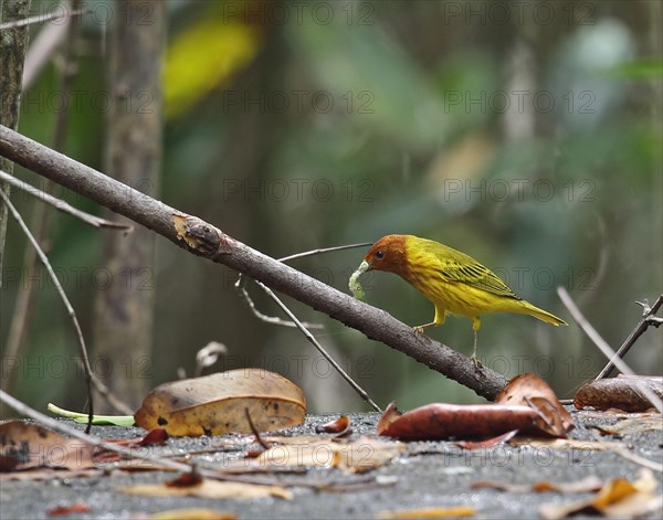 Yellow Warbler