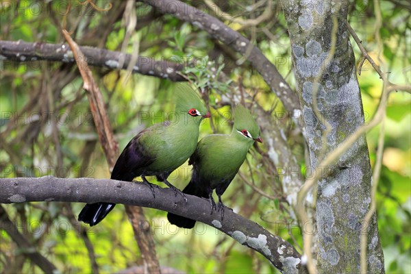 Guinea turacos