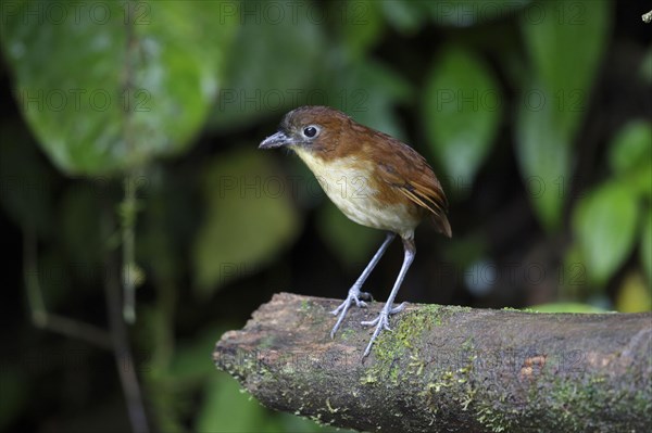 Yellow-breasted antpitta