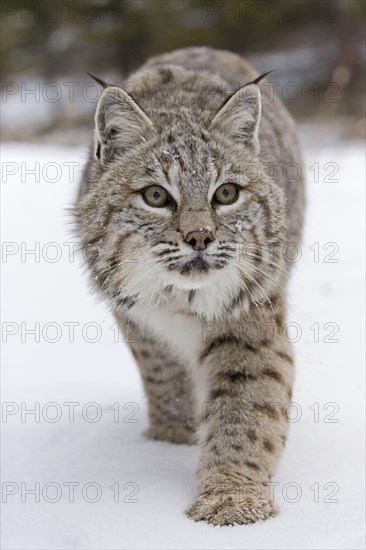 Bobcat