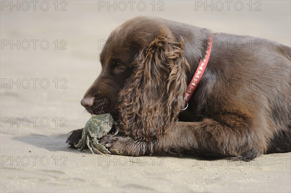 English Cocker Spaniel