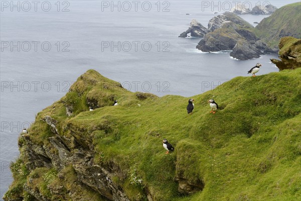 Atlantic Puffin