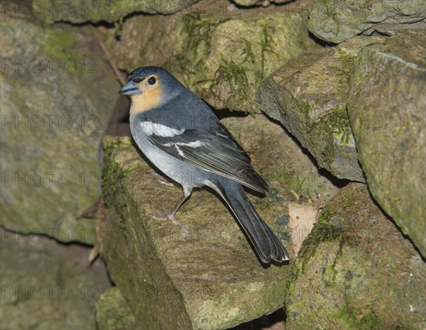 La Palma Chaffinch