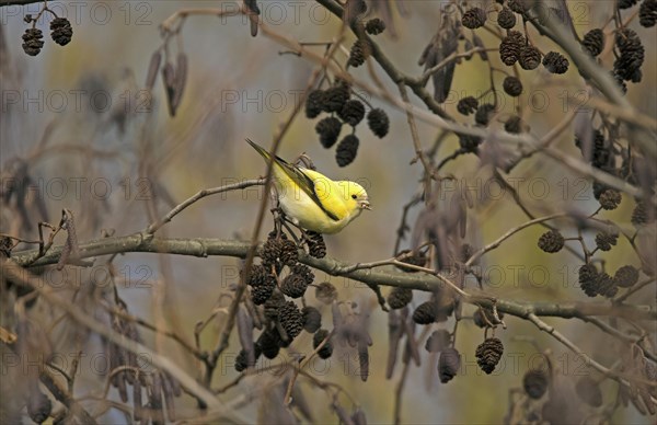 Eurasian Siskin