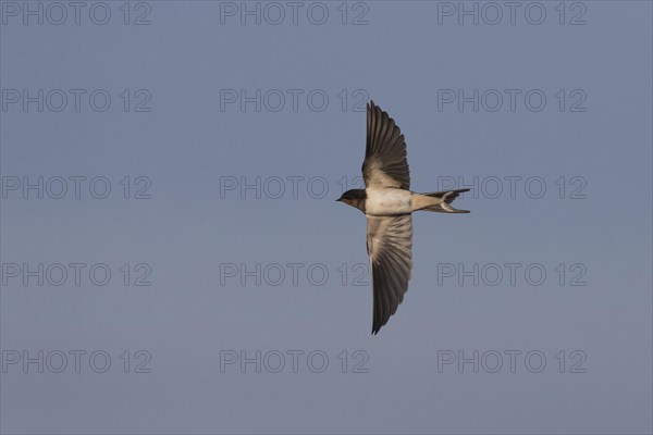 Barn Swallow