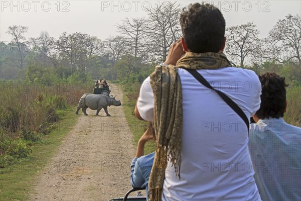 Indian rhinoceros