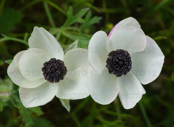 Poppy anemone