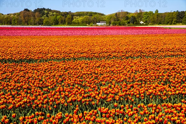 Flowering tulip fields