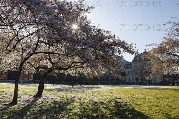 Blossoming cherry trees on the Neustaedter Ufer